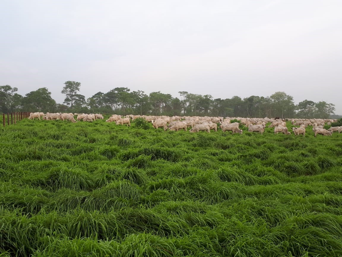 DEGRADACIÓN DE PASTURAS DESDE LA PERSPECTIVA AMBIENTAL Totalpec